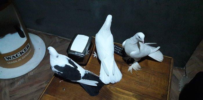 hamiya salam tam saqlam quwdardi hecbir prablemleri yoxdu her 3 (18 )