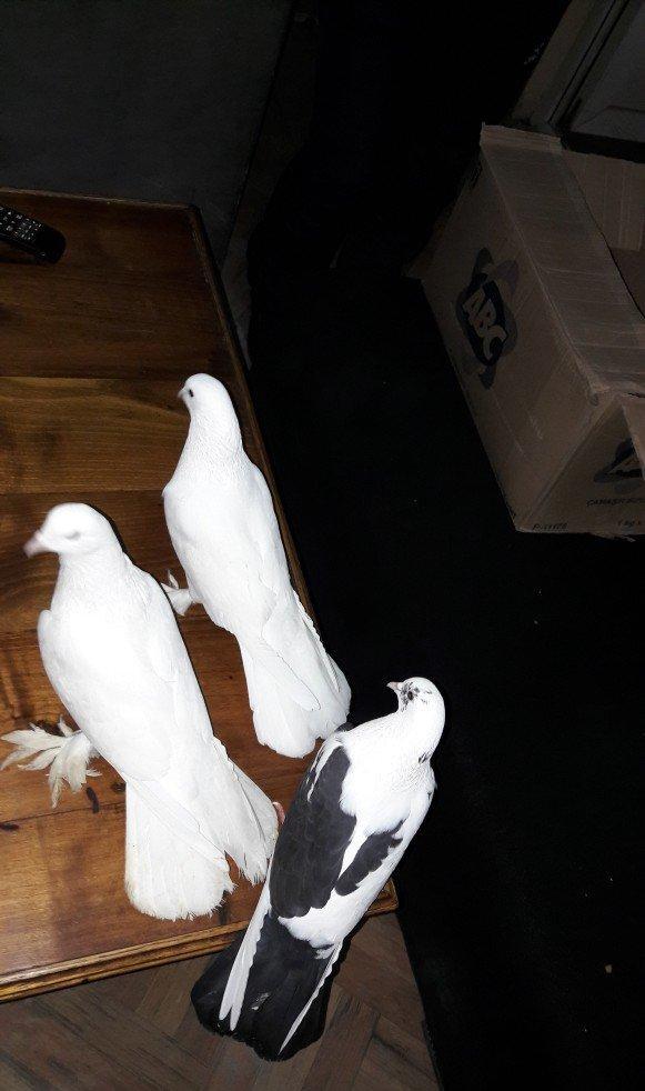 hamiya salam tam saqlam quwdardi hecbir prablemleri yoxdu her 3 (18 )