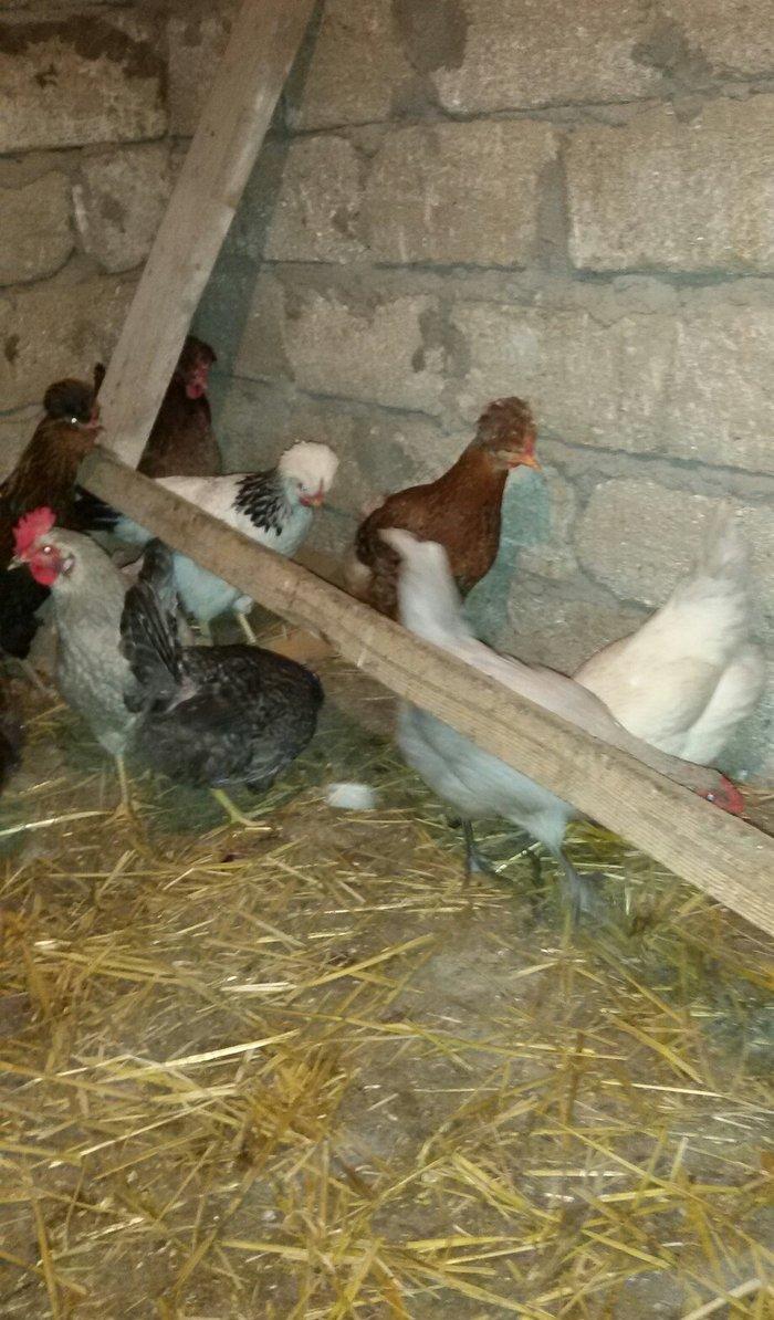 kəkilli toyuqlar və 1 ədəd xoruzu hazır damazlığ heyvanlardı yumurtlay