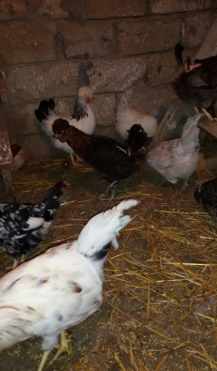 kəkilli toyuqlar və 1 ədəd xoruzu hazır damazlığ heyvanlardı yumurtlay