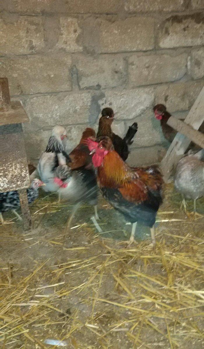 kəkilli toyuqlar və 1 ədəd xoruzu hazır damazlığ heyvanlardı yumurtlay