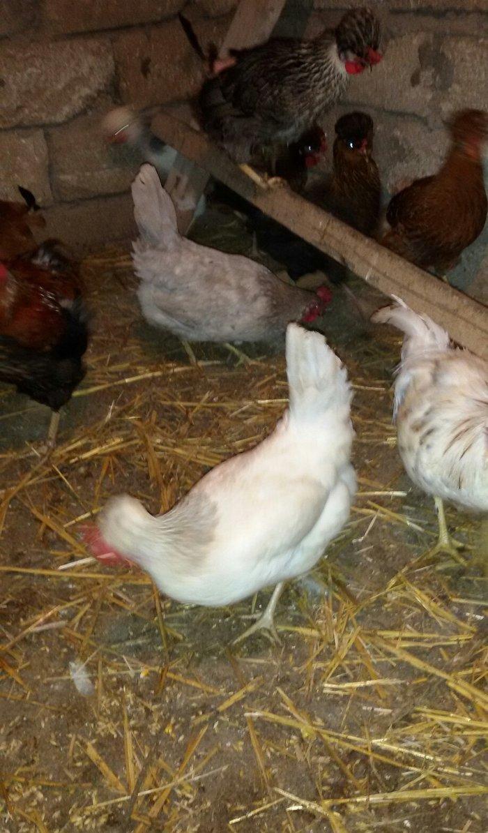 kəkilli toyuqlar və 1 ədəd xoruzu hazır damazlığ heyvanlardı yumurtlay