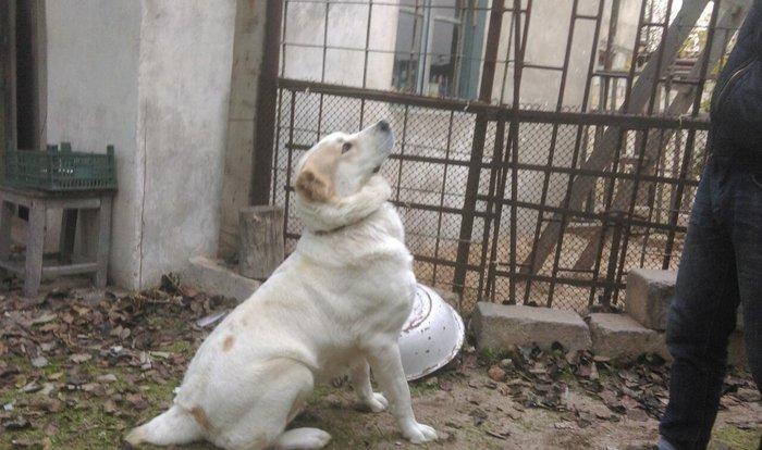 Cute vurmax temiz qan alabay axtariram. Itin 2 yawi var. Elave