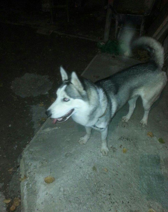 Satilir 8 ayliqdi erkeydi tecili satilir deye razilawma yolu ile yazmi