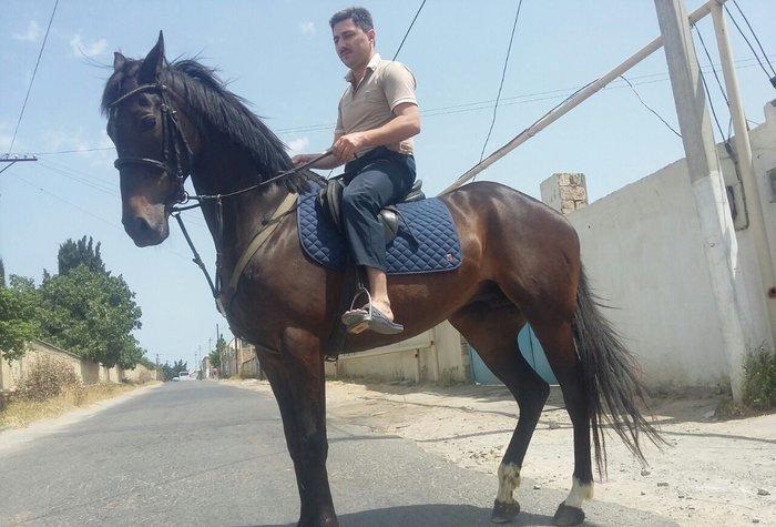 İngilis qaçış atı, 1. 60 sm boy. 12 yaşı var, 6 aylıq boğazdır.