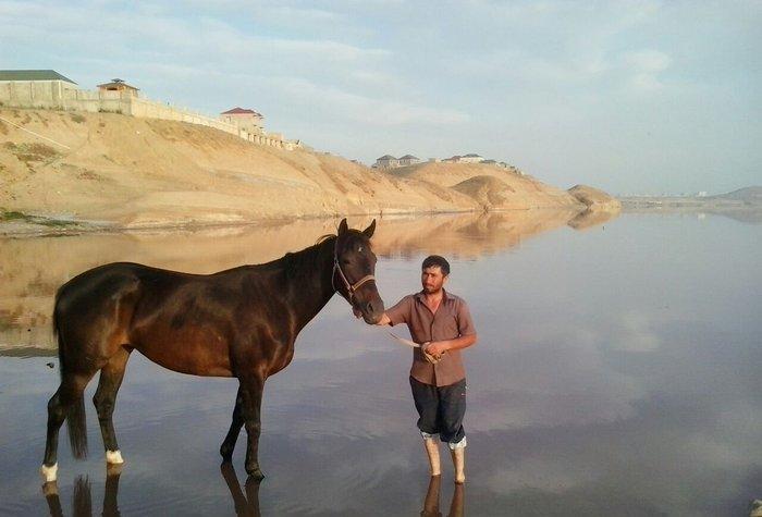 İngilis qaçış atı, 1. 60 sm boy. 12 yaşı var, 6 aylıq boğazdır.