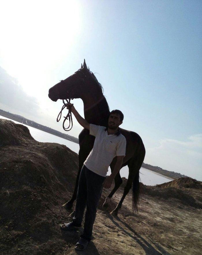 İngilis qaçış atı, 1. 60 sm boy. 12 yaşı var, 6 aylıq boğazdır.