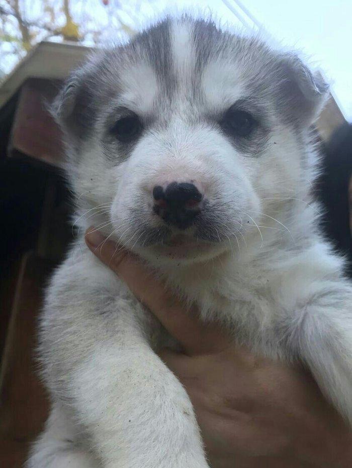 Husky korpeleri satilir!
Qara qiz,Boz reng oglan.
her ikisinin de gozl