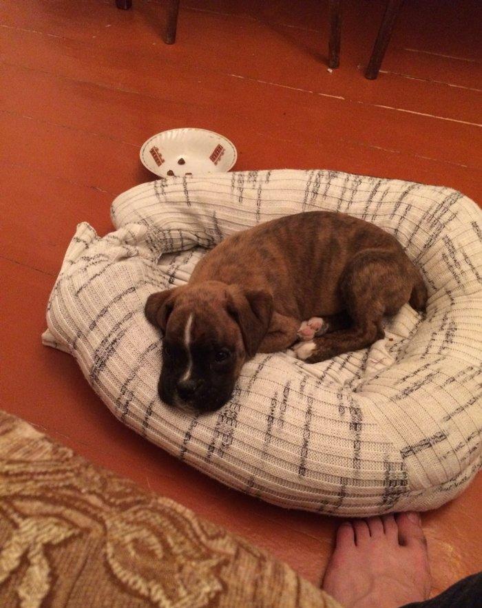 Disi boxer dog yeddi ayliqdi iki aylqnan mendedo iyneleri vurlub qurd