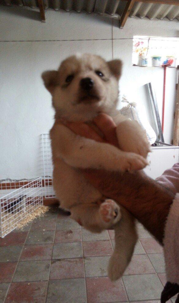 temiz naturalni gozleri goy xaski balasi satilir tam saglam baladir is