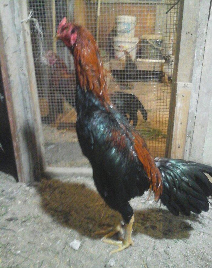 Heyratı xoruzu temiz turk sortu 1 illikdir tam saglamdir.