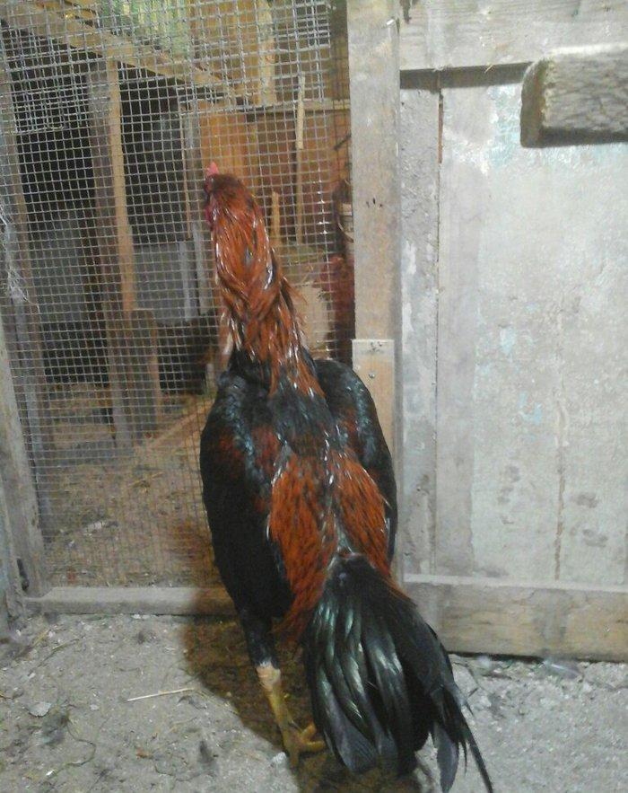 Heyratı xoruzu temiz turk sortu 1 illikdir tam saglamdir.