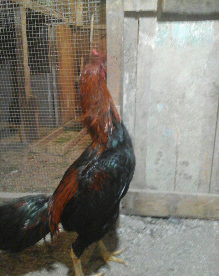 Heyratı xoruzu temiz turk sortu 1 illikdir tam saglamdir.