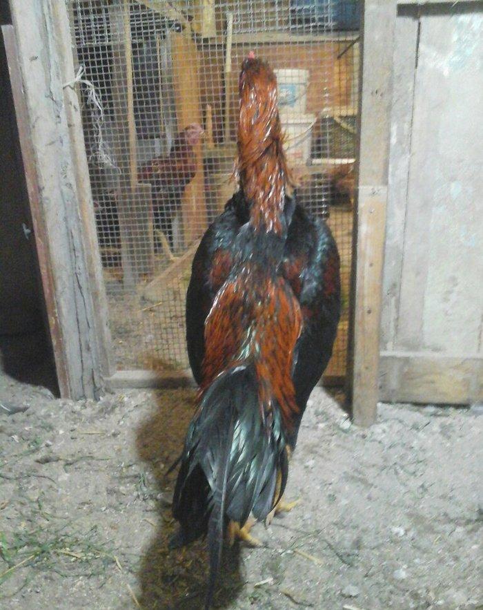 Heyratı xoruzu temiz turk sortu 1 illikdir tam saglamdir.