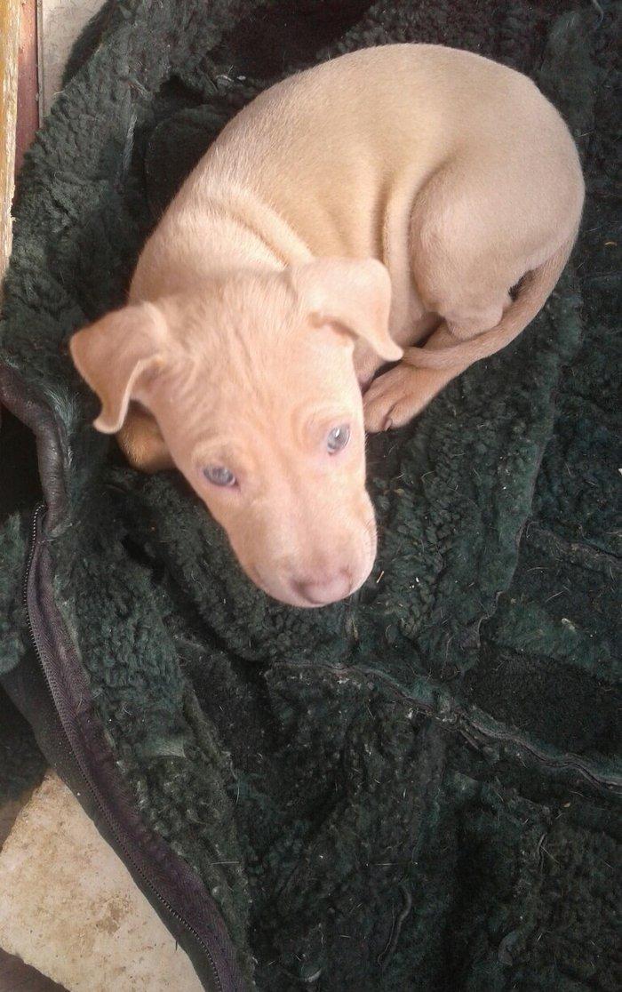 salam 2ayliq disi tam saglam temiz rednous pitbulldu tel barter etmeyd