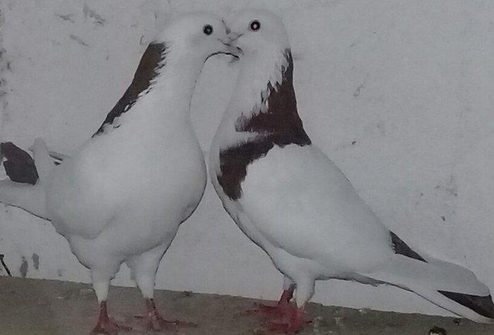 Satılır cütdülər maya 17 erkət 16 tükdü yumurta üstündədilər Riyal alc