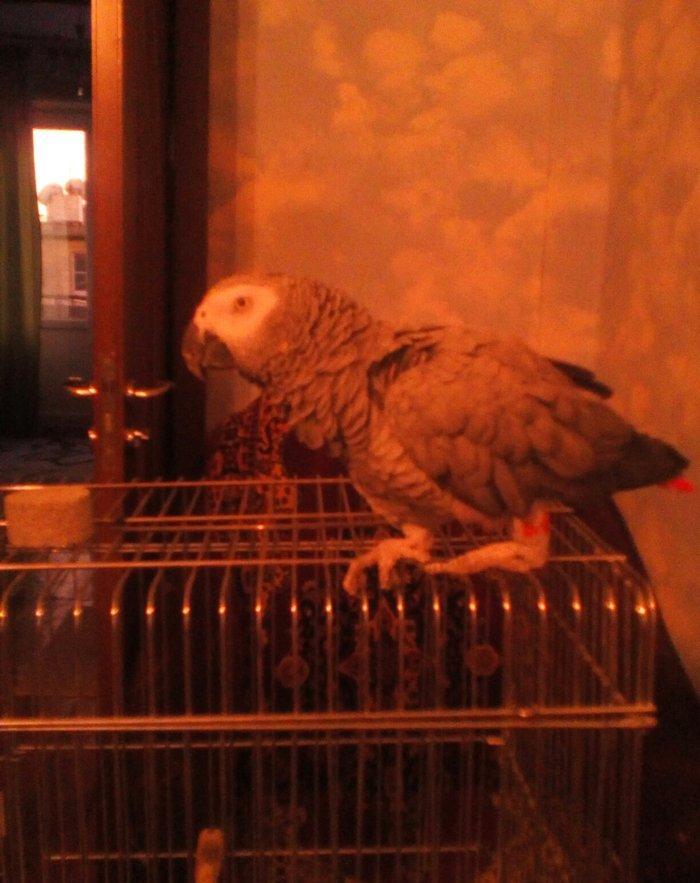попугай породы жако. ищу для спаривания самку жако. у меня самец
