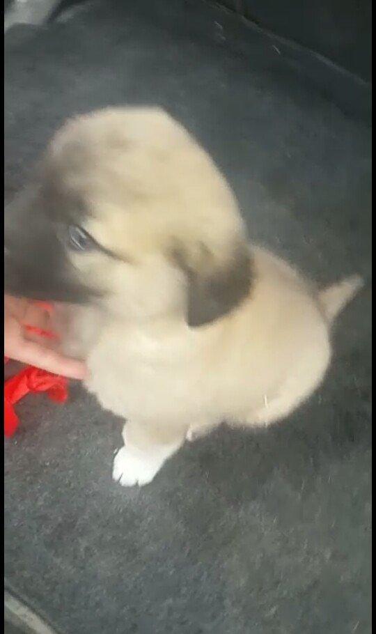 satlir cinsi kan kal barter yoxdu erkeydi 35 gunliydi fikri ciddi olan