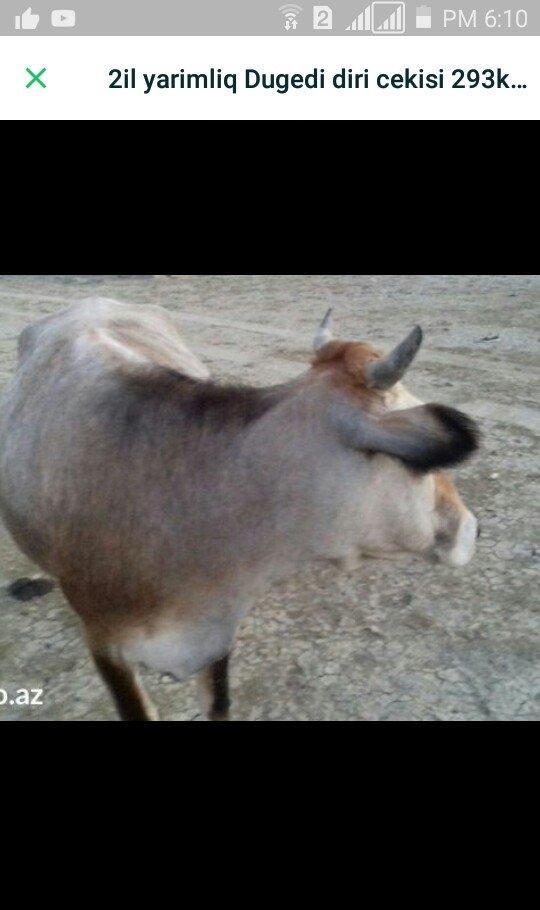 3yasina az qalib dugedi hele balasi olmayib satilir 1200m qiymet sondu