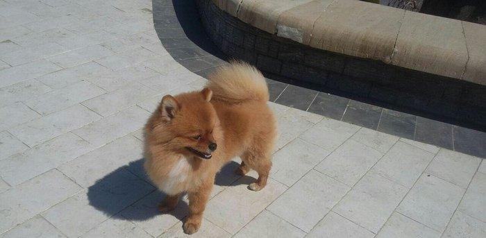 pomiranskiy shpids ucuz satilir paltarlari ve yemek qabi ve bashqa aks