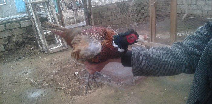 oz qujlarimdi axlamdilar ordekler  180 m qirqovul 45 m real aliciliya