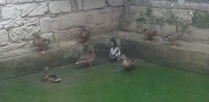 oz qujlarimdi axlamdilar ordekler  180 m qirqovul 45 m real aliciliya