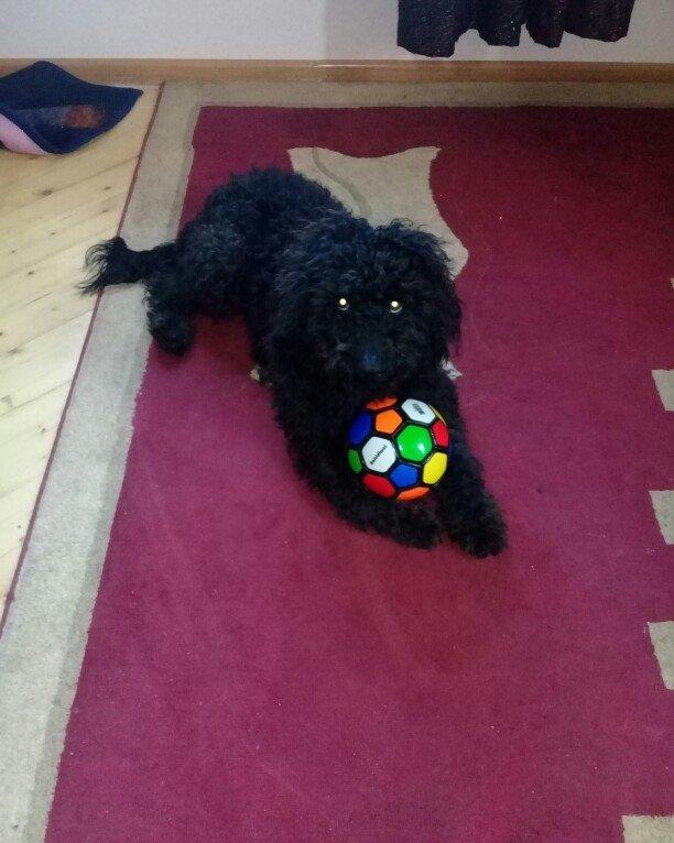 ev  itidi  hersey  yeyir  pasporuda  var  parodasl  pudil  1 yasl deka