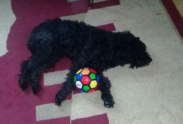 ev  itidi  hersey  yeyir  pasporuda  var  parodasl  pudil  1 yasl deka