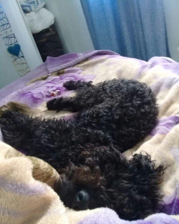 ev  itidi  hersey  yeyir  pasporuda  var  parodasl  pudil  1 yasl deka