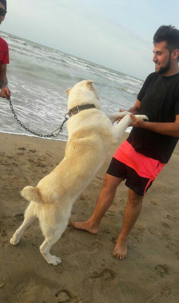 Temiz turkmen alabayidi 9_ayligdi iwimnen elageder gedirem diye satira