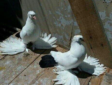 Korella papuqayi tam hazir mayani diwi quwu tam hazir erkeyle deyiwdir