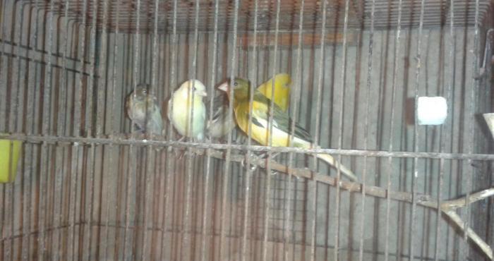 Super bul-bul leri satiram barterde edirem papuqayla 
ata lari 9-10 ka