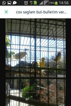 Super bul-bul leri satiram barterde edirem papuqayla 
ata lari 9-10 ka