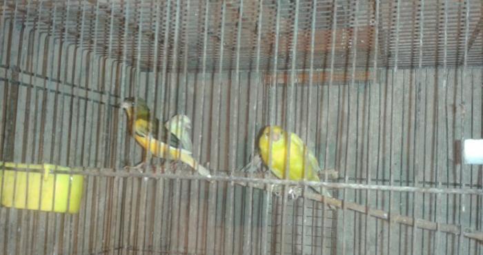 Super bul-bul leri satiram barterde edirem papuqayla 
ata lari 9-10 ka