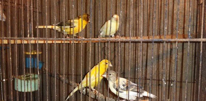 Super bul-buller satiram atalari mende cox gozel oxuyur hardasa 12 kal