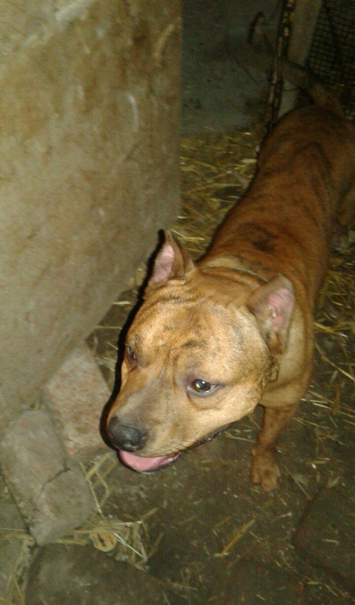 cox temuz qandi  nesli temizdi pidbuldu 1yas 2 ayi olmayib hele disi b