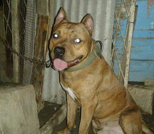 cox temuz qandi  nesli temizdi pidbuldu 1yas 2 ayi olmayib hele disi b