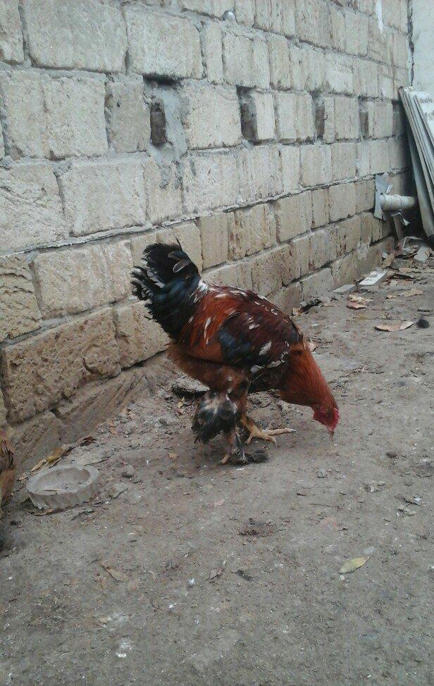 2 dene 6 ayllq brama xoruzu. Fereylede barter ederem qiymetde razllaşm