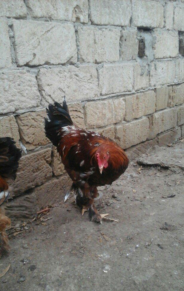 2 dene 6 ayllq brama xoruzu. Fereylede barter ederem qiymetde razllaşm