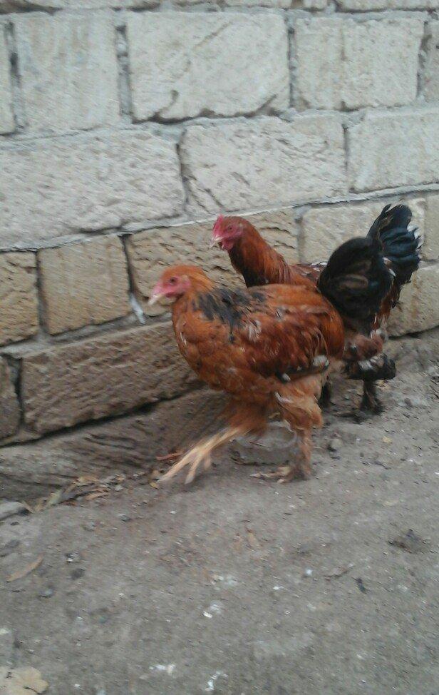 2 dene 6 ayllq brama xoruzu. Fereylede barter ederem qiymetde razllaşm