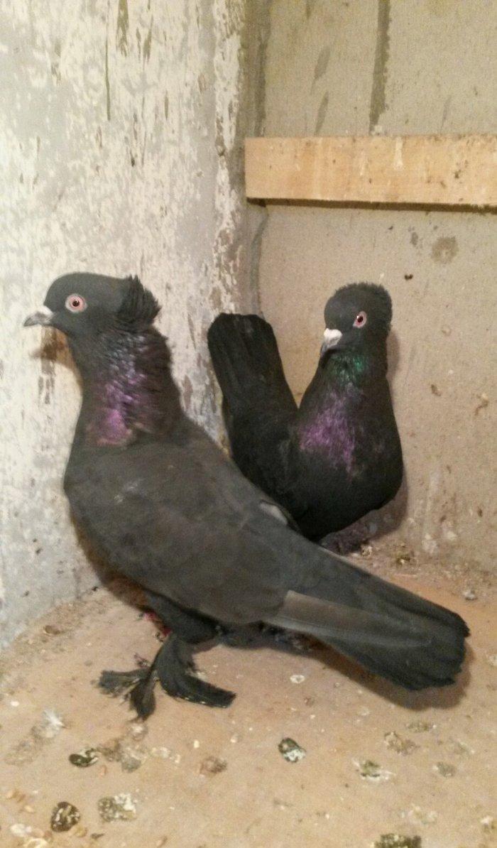 təmiz qaralar hazır cutdulər badam lələk kəkilli erkek 16 tuk cutu 30