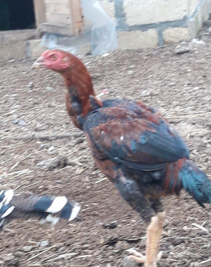 salam ! cuper cinsdi 6 ayina girib hele hecne qanmir  gence daxili cat