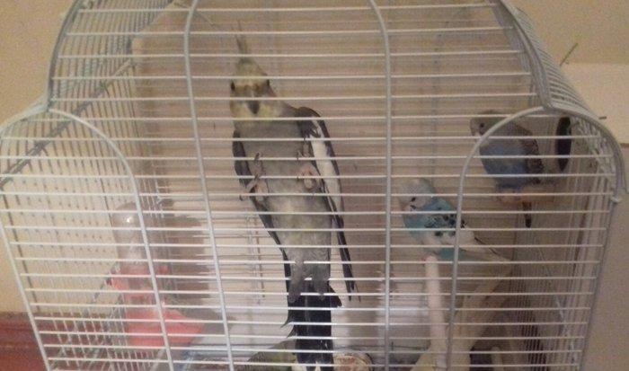 qefes ve aksesuarları .2 karella 1 erkek ve 1 disi  satılır