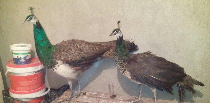 tovuzqusu satılır. fere xoruz illik. qiymet sondur. qiymete göre narah