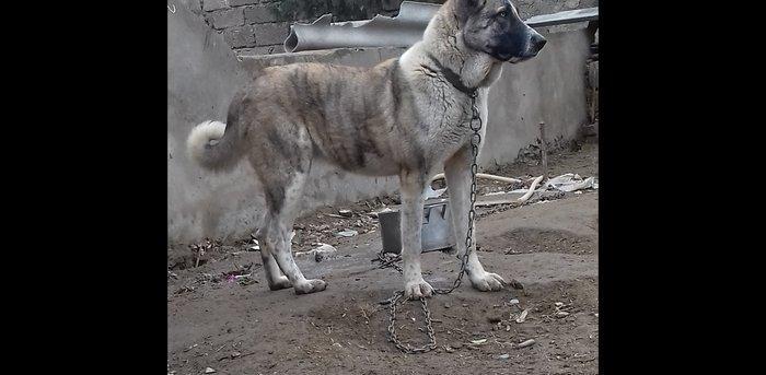 Temiz sort coban iti 1yas 3ayliqdi qanciqdi.Cox agilli itdi ..Iwle