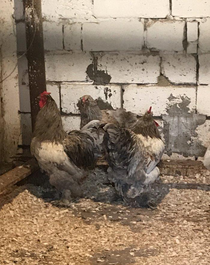 12 eded temiz brama satiram 1 illikdiler 1 biri 80 azn