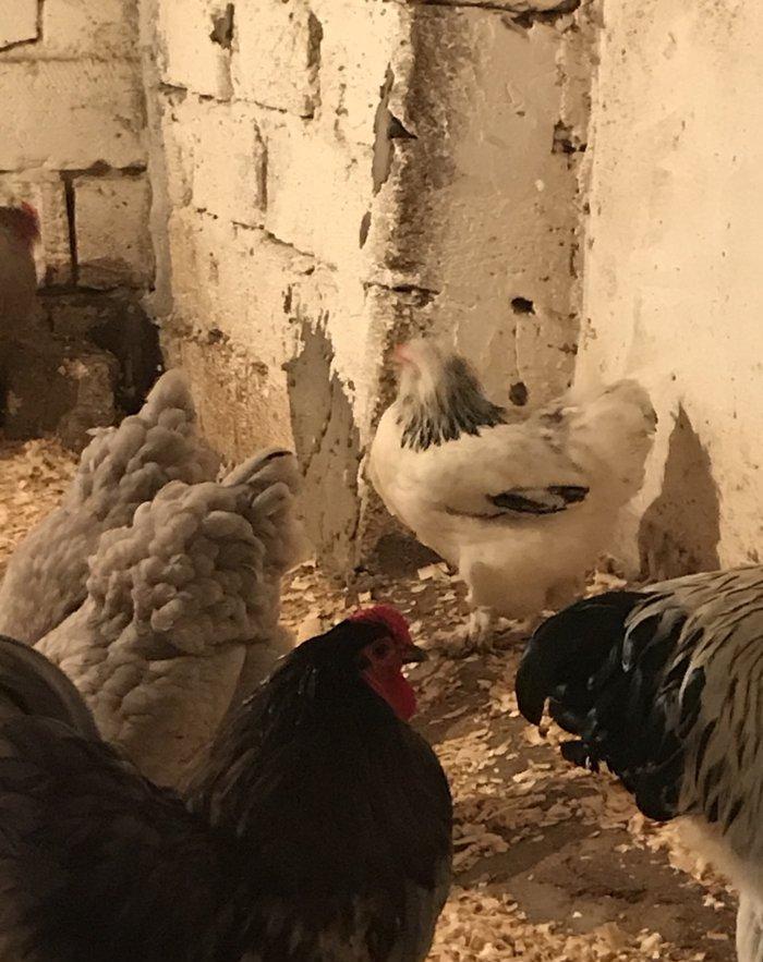 12 eded temiz brama satiram 1 illikdiler 1 biri 80 azn