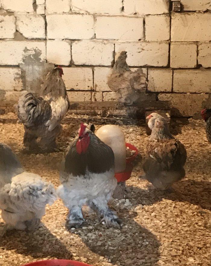 12 eded temiz brama satiram 1 illikdiler 1 biri 80 azn