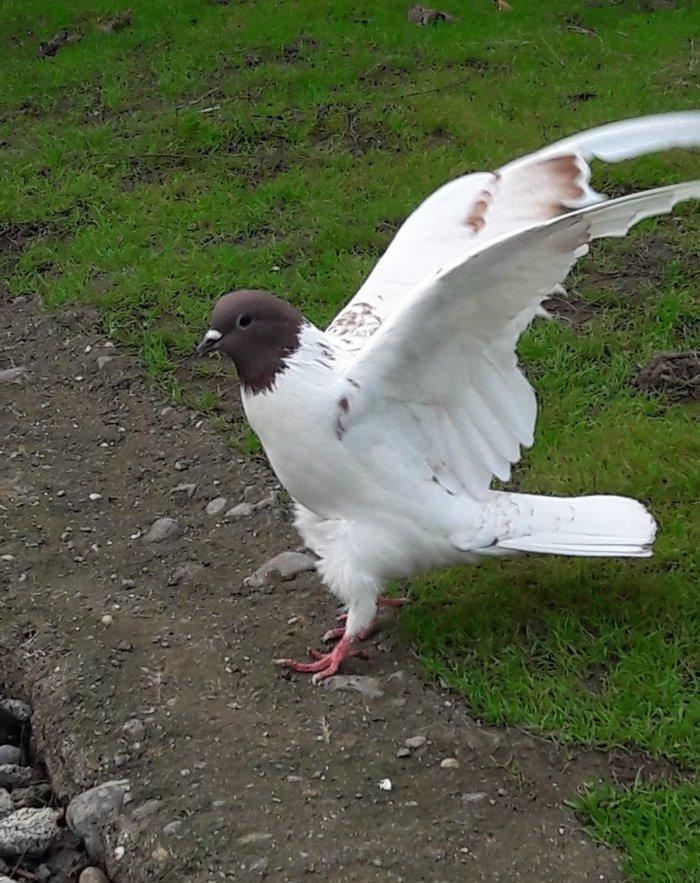 yaxşi toxumluq goyerciler var 5 azn aşaqi qiymet 15 anz qeder var yaxş