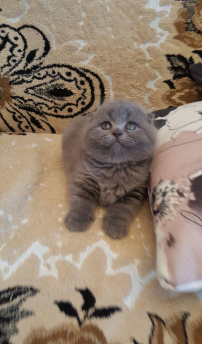 Скотиш-фолд, 1 месяц котенку, мальчик. В наличии один котенок . К